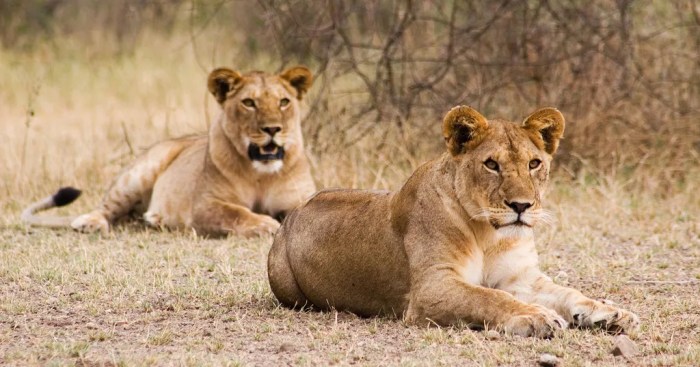 Nairobi Lion Sighting False Alarm