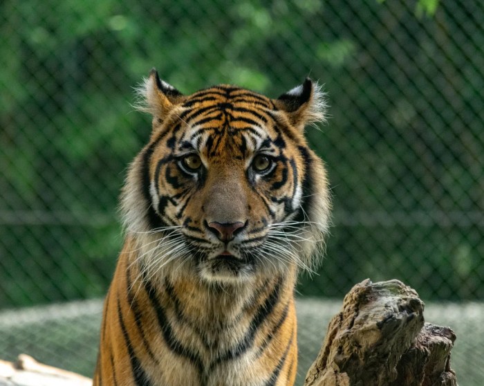 Tigers return western thailand