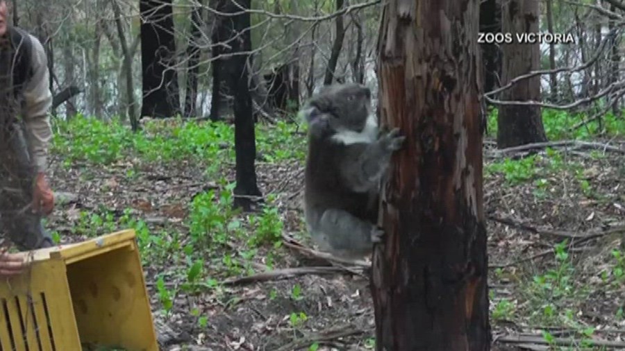Australia bushfires koalas released