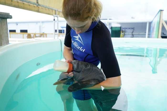 SeaWorld Orlando Rescue Relief and Reflection