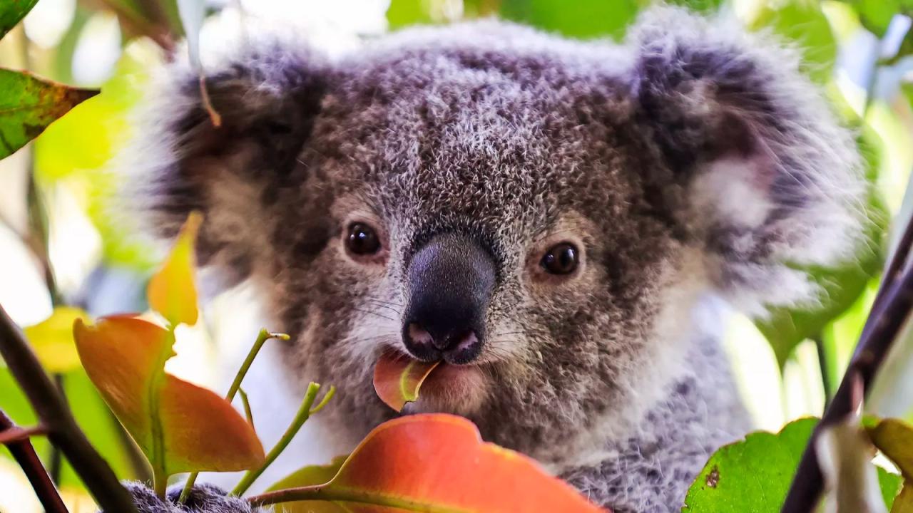 Koalas endangered species australia