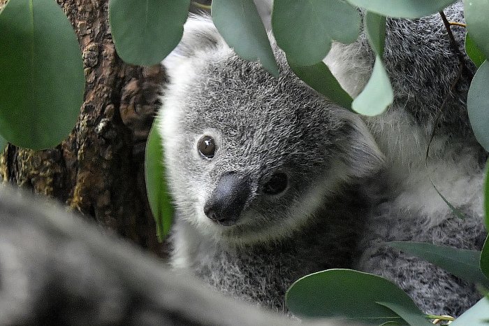 Koalas endangered species australia