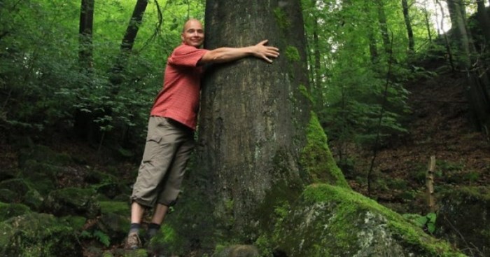 Icelanders hug trees curb covid19 isolation