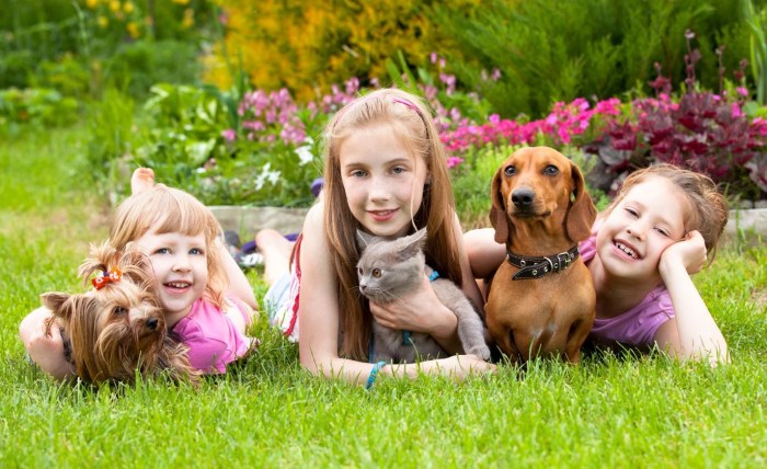 Hotels resorts pet friendly hotels best dog friendly