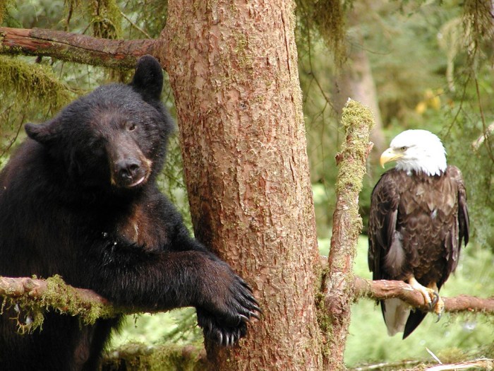 Tongass national forest bears
