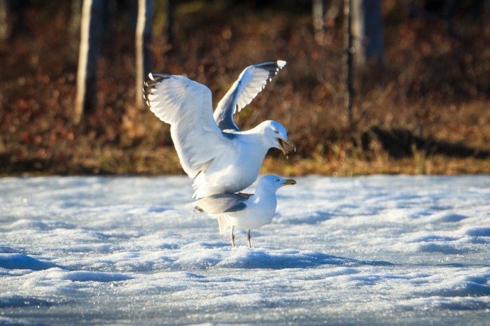 Ethical wildlife encounters finland