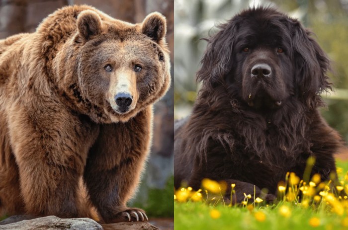 Cafe dogs dyed like pandas