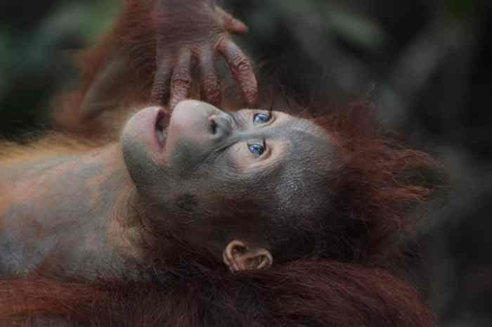 Ethical Wildlife Encounters Finland A Responsible Approach