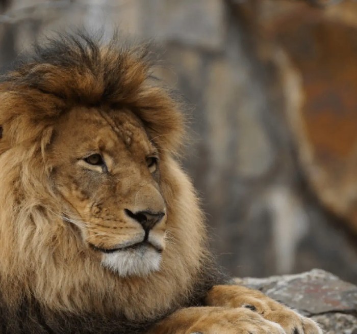 Second nairobi lion sighting is false says wildlife service