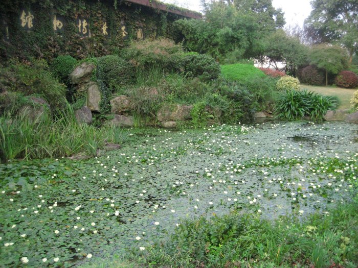 Longjing tea hangzhou china