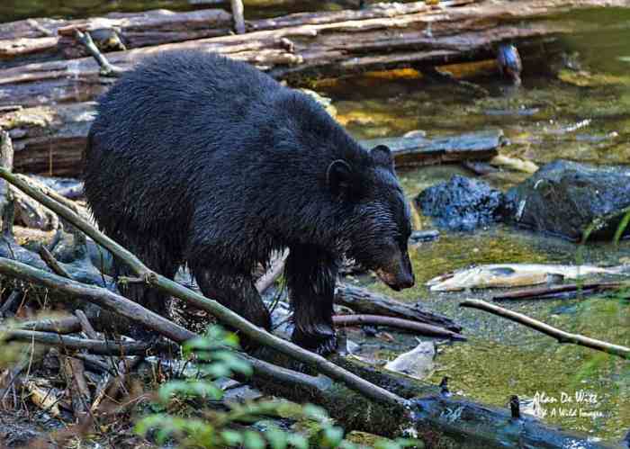 Tongass national forest bears