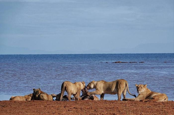 Matusadonha national park conservation