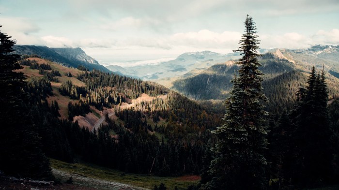 Guide to olympic national park