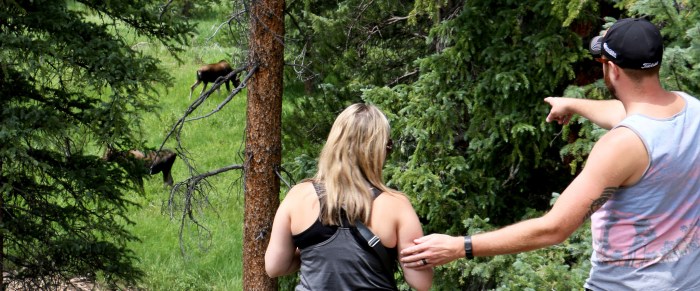 How to be a better spotter the golden rules of watching wildlife