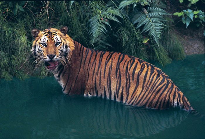 Tigers Return Western Thailands Future