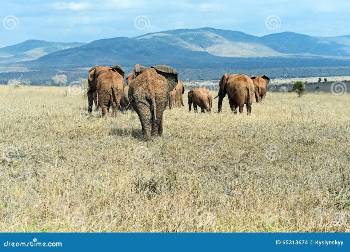 Where to see elephants africa safari savannah