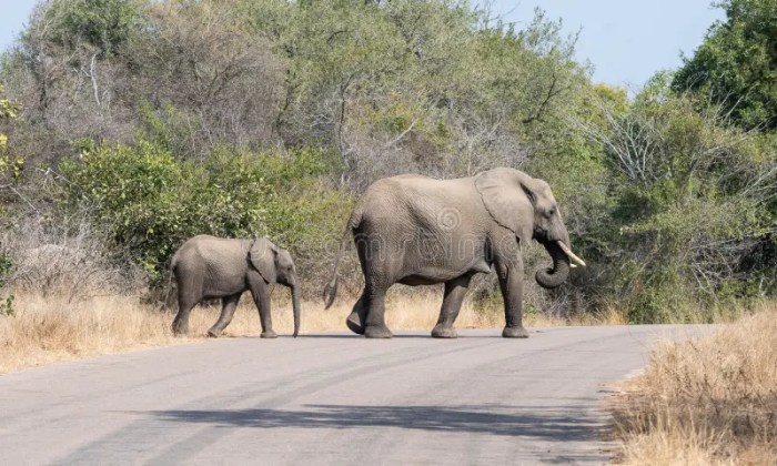 Where to See Elephants African Safari Savannah