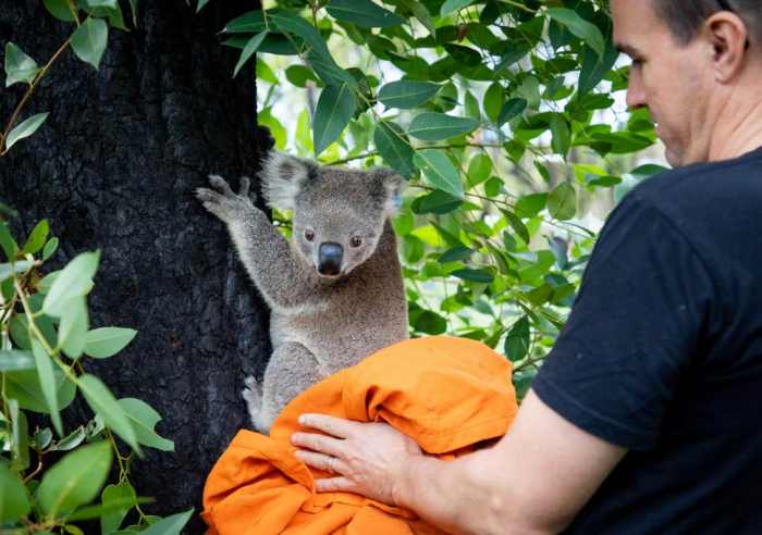 Australia bushfires koalas released