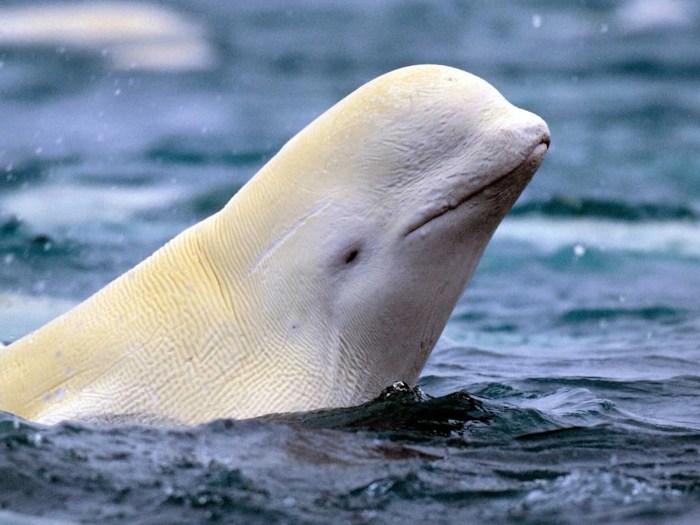 Beluga live cam arctic sea ice day