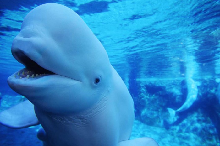 Beluga live cam arctic sea ice day