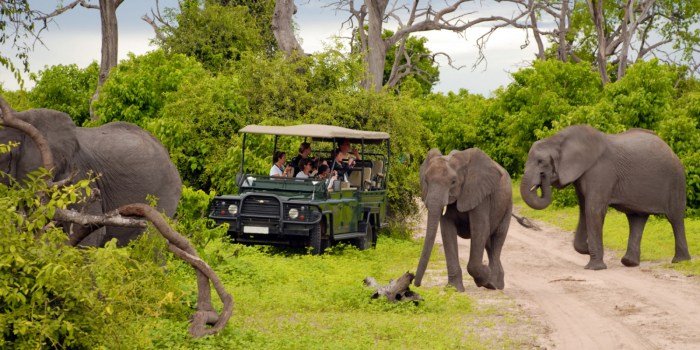 Guide to southern africa safari