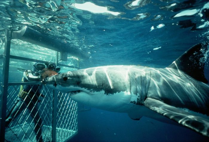 Cage diving with great white sharks south australia