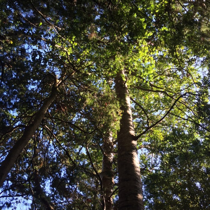 Kauri trees at risk