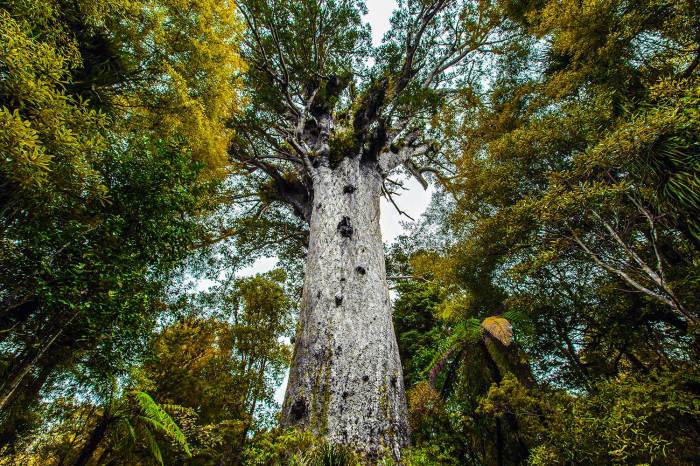 Kauri trees at risk