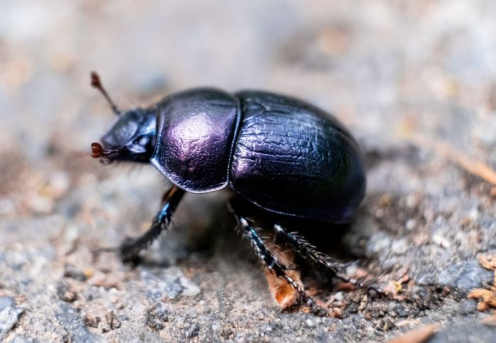 Beetles threaten 900 year old welsh castle