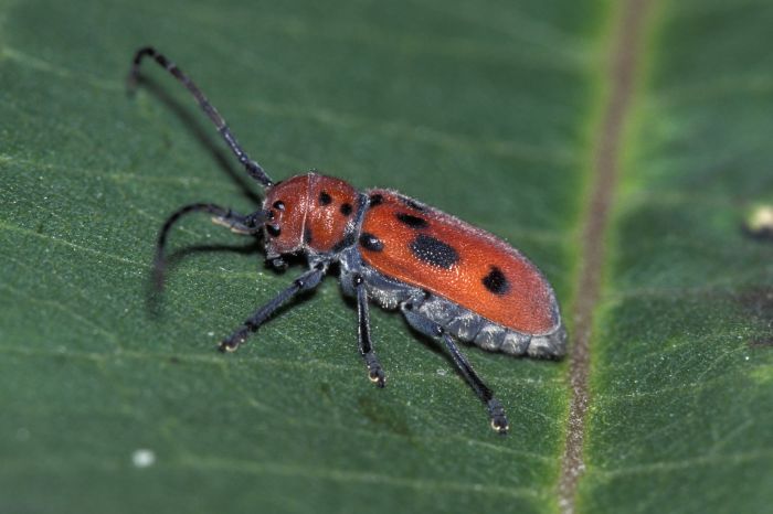 Beetles threaten 900 year old welsh castle