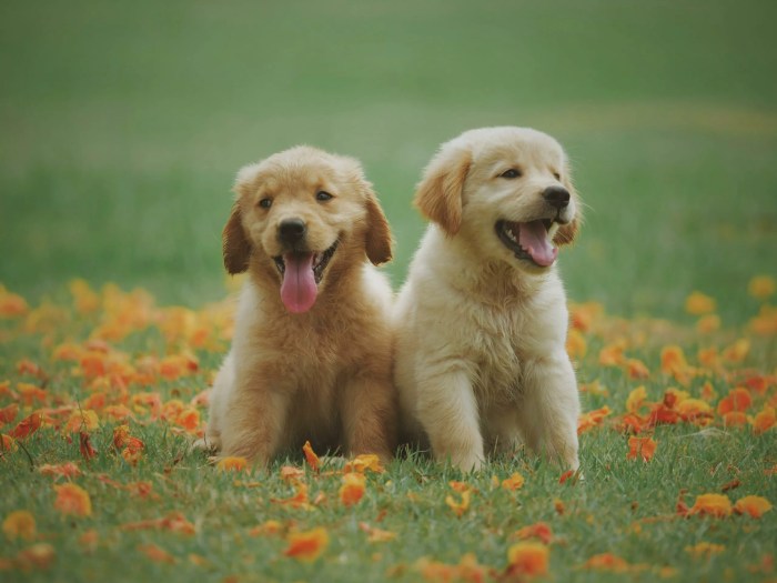 Hotels resorts pet friendly hotels best dog friendly