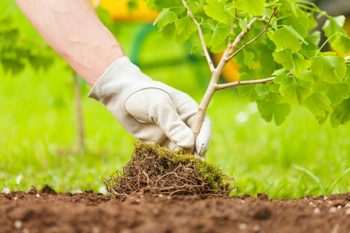 Pakistan Has Planted A Billion Trees In The Last 2 Years Pakistan ten billion trees