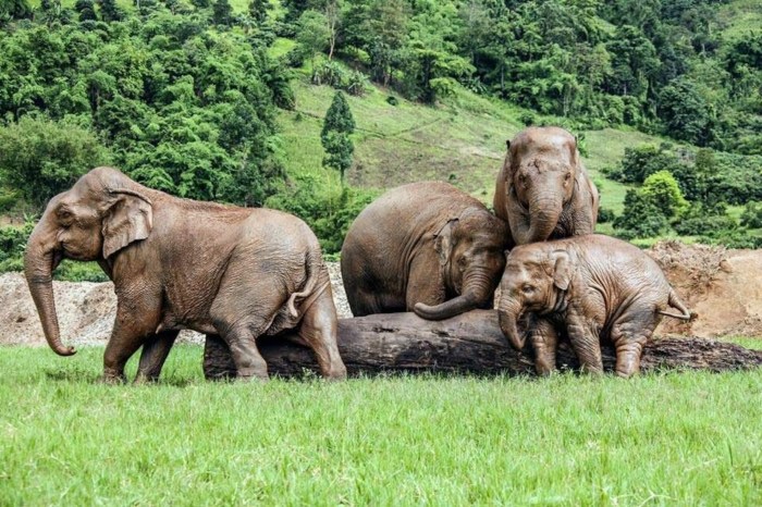 How to choose a responsible elephant tourism experience in thailand