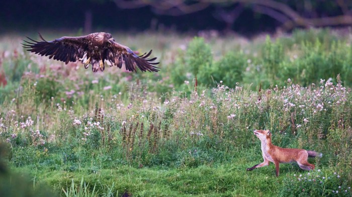 Rewilding angkor program shows signs of success