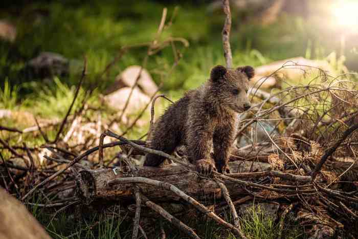 Rewilding Angkor Program Success Stories Emerge