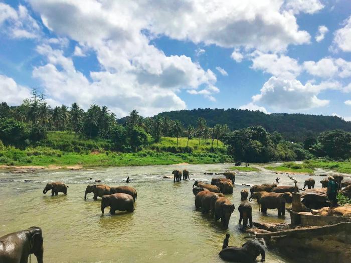 How to choose a responsible elephant tourism experience in thailand