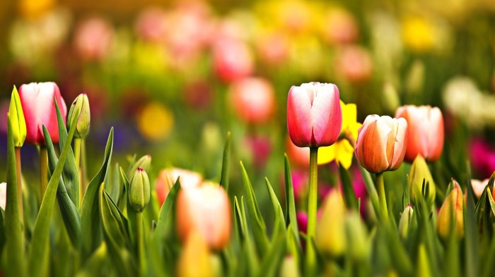 Trip ideas spring vacations spring break ideas for