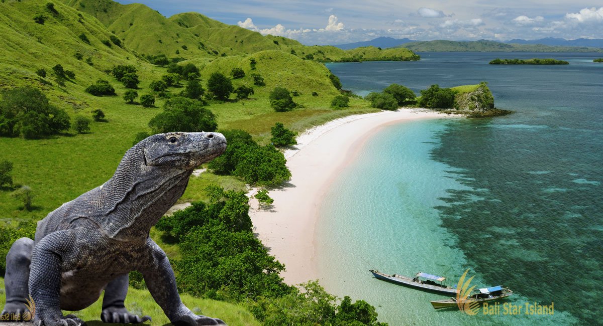 Dragons, Diving, and Dramatic Landscapes: Your Ultimate Guide to Visiting Komodo National Park