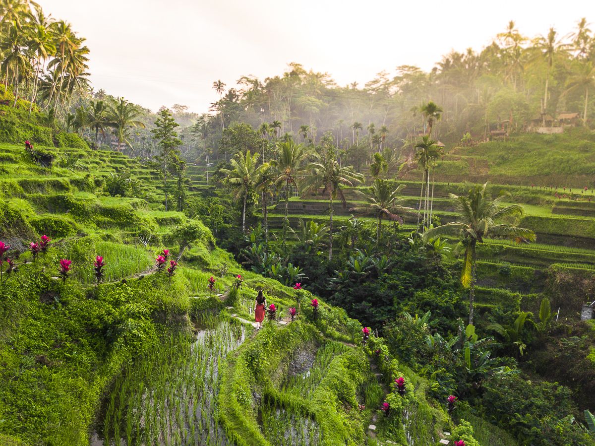 Emerald Dreams and Balinese Rhythms: A Comprehensive Guide to Visiting Tegalalang Rice Terrace