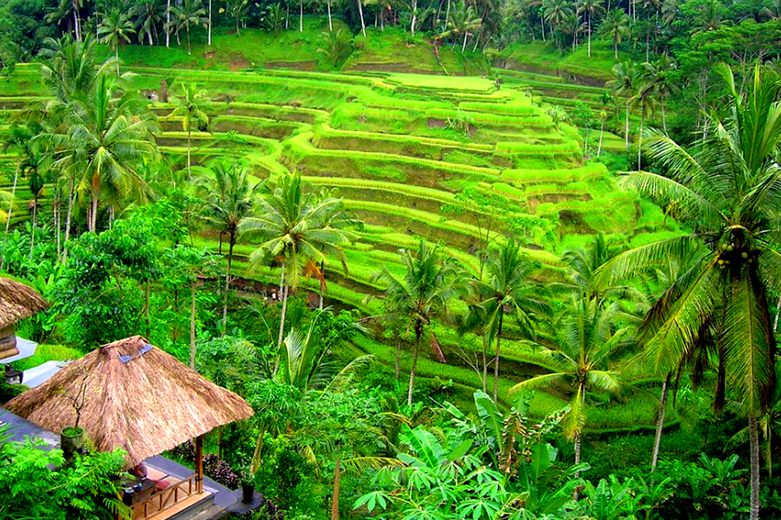 The Emerald Stairway to Heaven: Unveiling the Facts of Tegalalang Rice Terrace