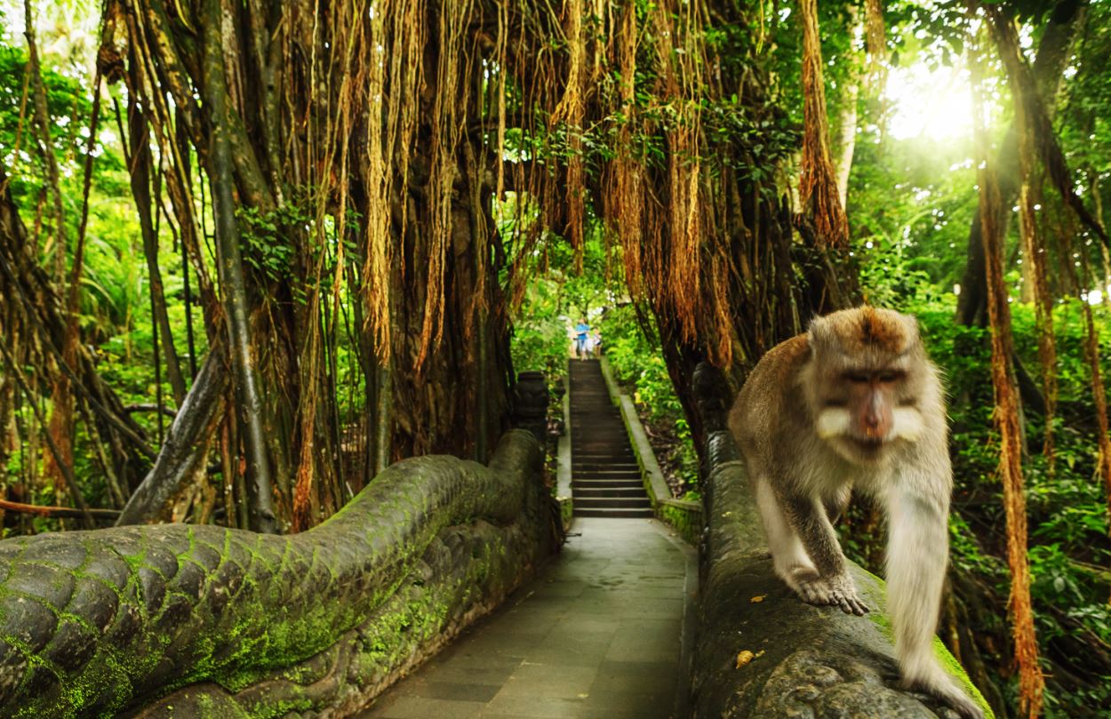 The Enchanting Embrace of Ubud’s Sacred Monkey Forest: A Traveler’s Essential Guide