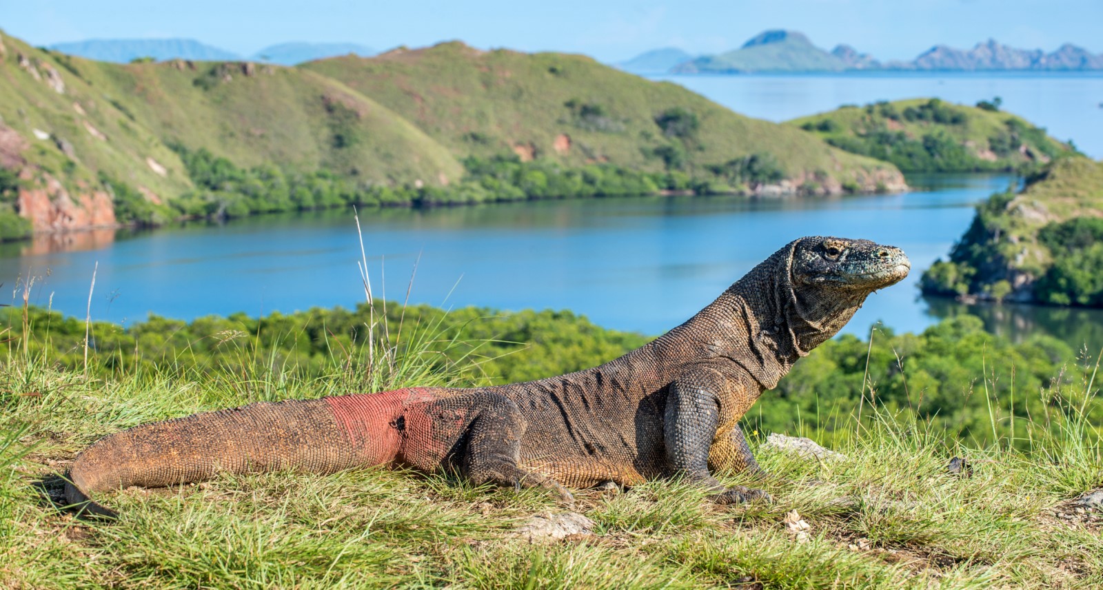Where Dragons Roam: Unveiling the Majestic Komodo National Park